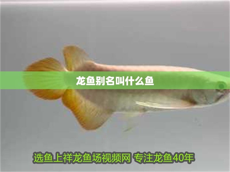 龍魚別名叫什么魚