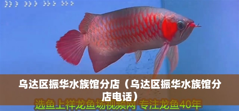 烏達(dá)區(qū)振華水族館分店（烏達(dá)區(qū)振華水族館分店電話）