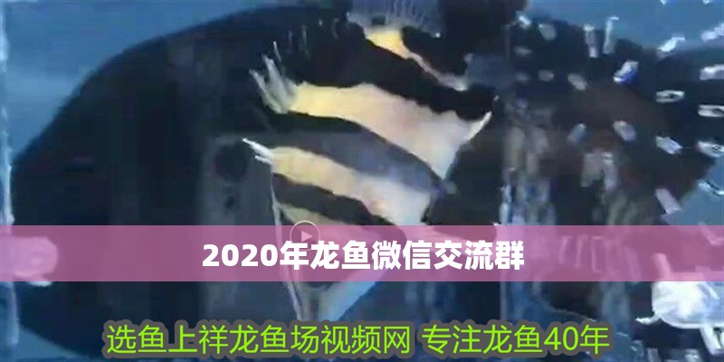 2020年龍魚微信交流群