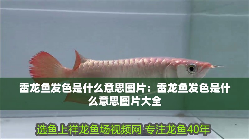 雷龍魚發(fā)色是什么意思圖片：雷龍魚發(fā)色是什么意思圖片大全