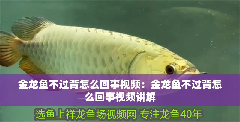 金龍魚(yú)不過(guò)背怎么回事視頻：金龍魚(yú)不過(guò)背怎么回事視頻講解