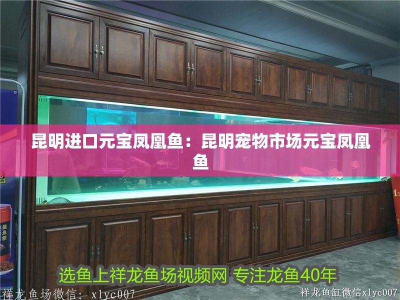 昆明進口元寶鳳凰魚：昆明寵物市場元寶鳳凰魚