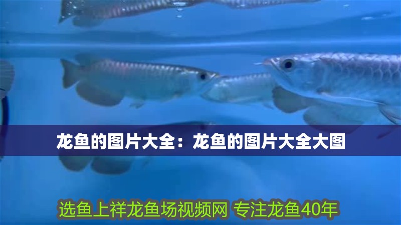 龍魚的圖片大全：龍魚的圖片大全大圖