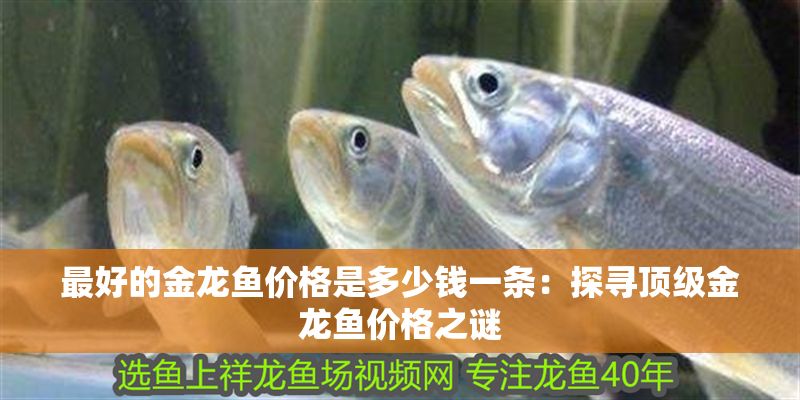 最好的金龍魚價(jià)格是多少錢一條：探尋頂級(jí)金龍魚價(jià)格之謎