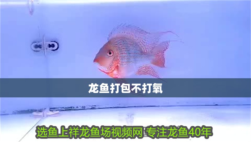 龍魚打包不打氧