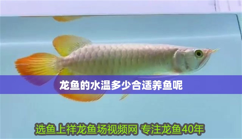 龍魚的水溫多少合適養(yǎng)魚呢
