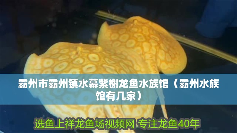 霸州市霸州鎮水幕紫榭龍魚水族館（霸州水族館有幾家） 霸州市霸州鎮水幕紫榭龍魚水族館（霸州水族館有幾家） 全國水族館企業名錄 第2張