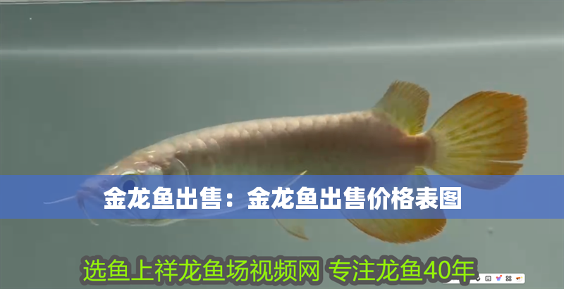 金龍魚出售：金龍魚出售價格表圖