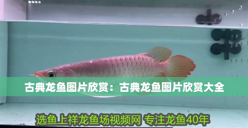 古典龍魚圖片欣賞:古典龍魚圖片欣賞大全 水族問答 古典龍魚圖片欣賞:古典龍魚圖片欣賞大全 古典龍魚圖片欣賞:古典龍魚圖片欣賞大全 水族問答