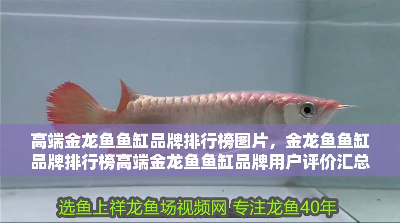 高端金龍魚魚缸品牌排行榜圖片，金龍魚魚缸品牌排行榜高端金龍魚魚缸品牌用戶評價匯總