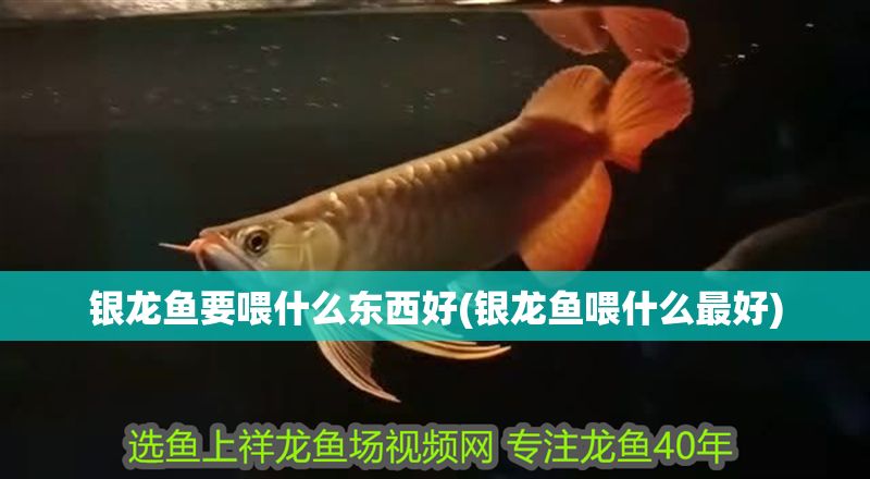 銀龍魚(yú)要喂什么東西好(銀龍魚(yú)喂什么最好)