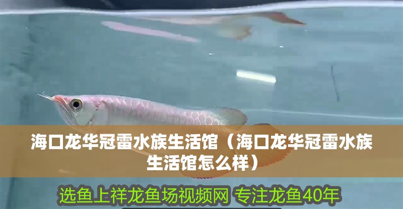 海口龍華冠雷水族生活館（海口龍華冠雷水族生活館怎么樣）