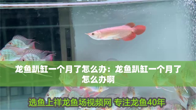 龍魚趴缸一個月了怎么辦：龍魚趴缸一個月了怎么辦啊