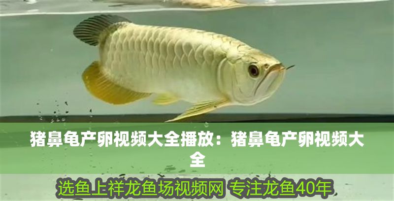 豬鼻龜產卵視頻大全播放：豬鼻龜產卵視頻大全