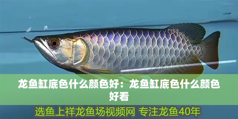 龍魚(yú)缸底色什么顏色好：龍魚(yú)缸底色什么顏色好看