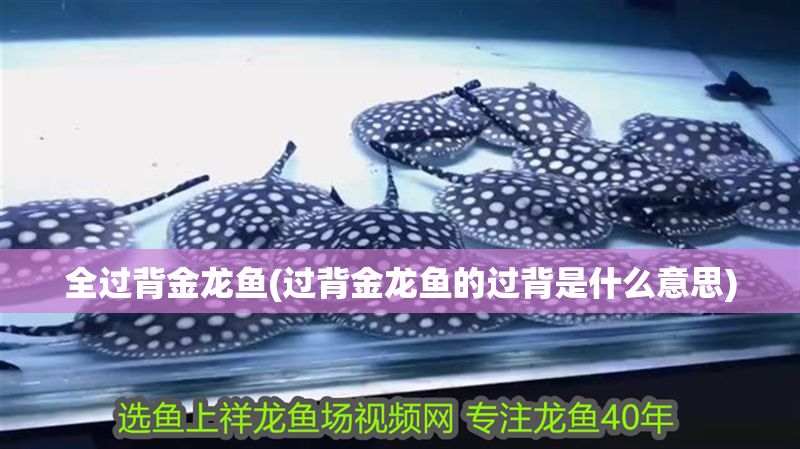 全過(guò)背金龍魚(yú)(過(guò)背金龍魚(yú)的過(guò)背是什么意思)