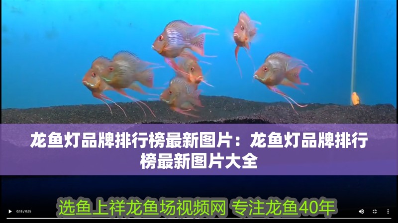 龍魚燈品牌排行榜最新圖片:龍魚燈品牌排行榜最新圖片大全 水族問答 龍魚燈品牌排行榜最新圖片:龍魚燈品牌排行榜最新圖片大全 龍魚燈品牌排行榜最新圖片:龍魚燈品牌排行榜最新圖片大全 水族問答