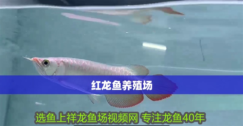 紅龍魚養殖場