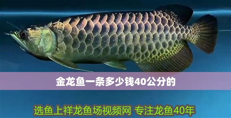 金龍魚一條多少錢40公分的