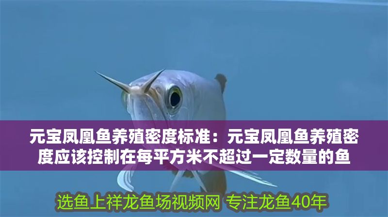元寶鳳凰魚養殖密度標準：元寶鳳凰魚養殖密度應該控制在每平方米不超過一定數量的魚