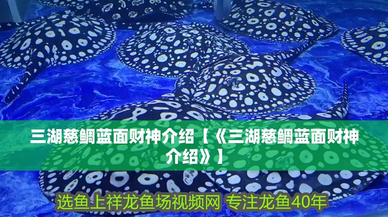 三湖慈鯛藍(lán)面財(cái)神介紹【《三湖慈鯛藍(lán)面財(cái)神介紹》】