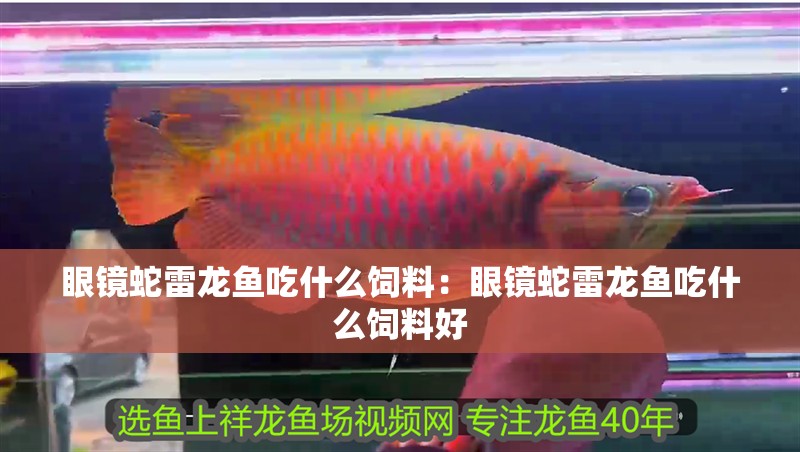 眼鏡蛇雷龍魚吃什么飼料：眼鏡蛇雷龍魚吃什么飼料好