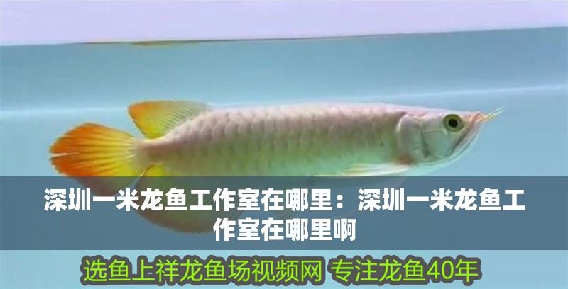 深圳一米龍魚工作室在哪里：深圳一米龍魚工作室在哪里啊