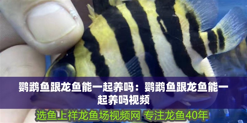 鸚鵡魚跟龍魚能一起養(yǎng)嗎：鸚鵡魚跟龍魚能一起養(yǎng)嗎視頻