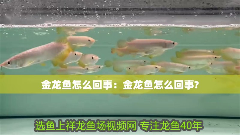 金龍魚怎么回事：金龍魚怎么回事?