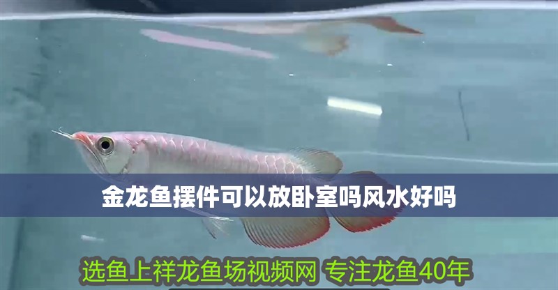 金龍魚擺件可以放臥室嗎風(fēng)水好嗎 金龍魚擺件可以放臥室嗎風(fēng)水好嗎 龍魚百科 第2張