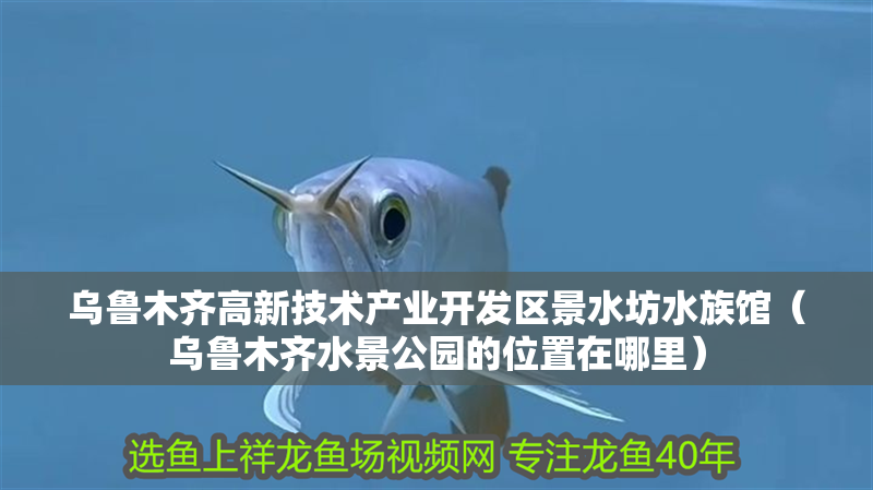 龍魚什么時(shí)候換水最好，龍魚換水最佳時(shí)間表 龍魚什么時(shí)候換水最好，龍魚換水最佳時(shí)間表 龍魚百科 第6張
