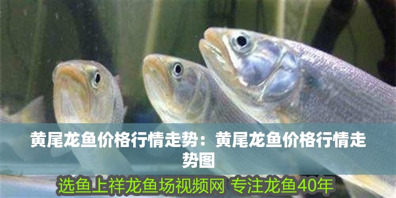 黃尾龍魚價格行情走勢:黃尾龍魚價格行情走勢圖 水族問答 黃尾龍魚價格行情走勢:黃尾龍魚價格行情走勢圖 黃尾龍魚價格行情走勢:黃尾龍魚價格行情走勢圖 水族問答