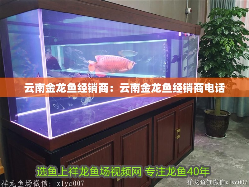 云南金龍魚經(jīng)銷商：云南金龍魚經(jīng)銷商電話 云南金龍魚經(jīng)銷商：云南金龍魚經(jīng)銷商電話 水族問答