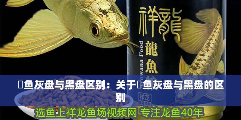 魟魚灰盤與黑盤區別：關于魟魚灰盤與黑盤的區別