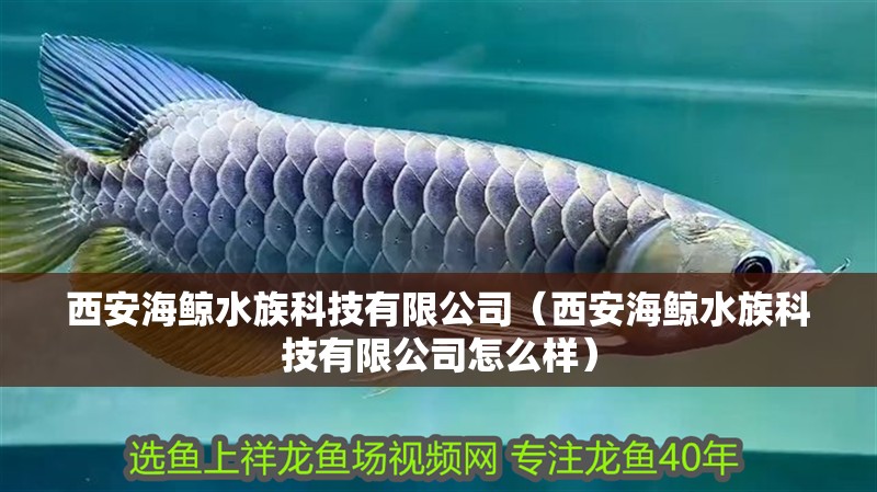 西安海鯨水族科技有限公司（西安海鯨水族科技有限公司怎么樣） 西安海鯨水族科技有限公司（西安海鯨水族科技有限公司怎么樣） 全國水族館企業名錄 第2張
