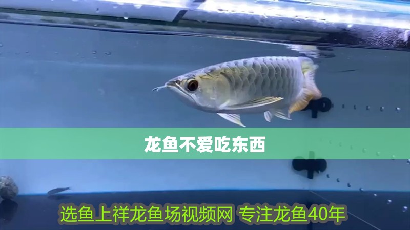 龍魚不愛吃東西