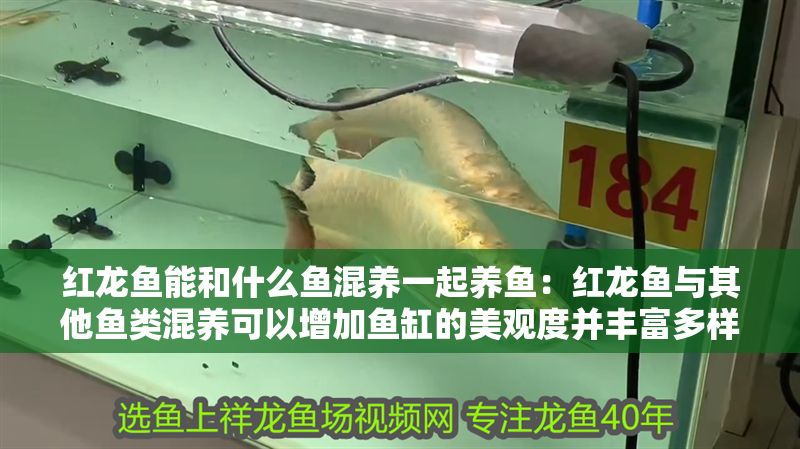 紅龍魚能和什么魚混養一起養魚：紅龍魚與其他魚類混養可以增加魚缸的美觀度并豐富多樣性