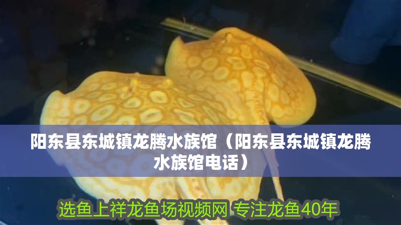 陽東縣東城鎮龍騰水族館（陽東縣東城鎮龍騰水族館電話）