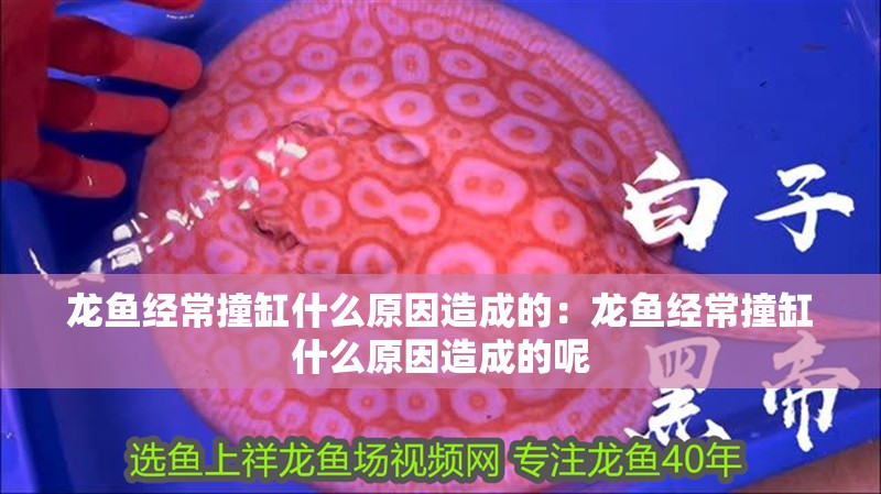 龍魚經常撞缸什么原因造成的：龍魚經常撞缸什么原因造成的呢