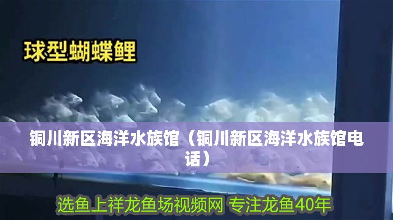 銅川新區海洋水族館（銅川新區海洋水族館電話） 銅川新區海洋水族館（銅川新區海洋水族館電話） 全國水族館企業名錄 第2張