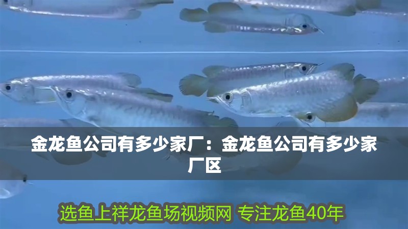 小銀龍魚怎么養(yǎng)及喂養(yǎng)技巧圖解大全圖片(小的銀龍魚怎么養(yǎng))