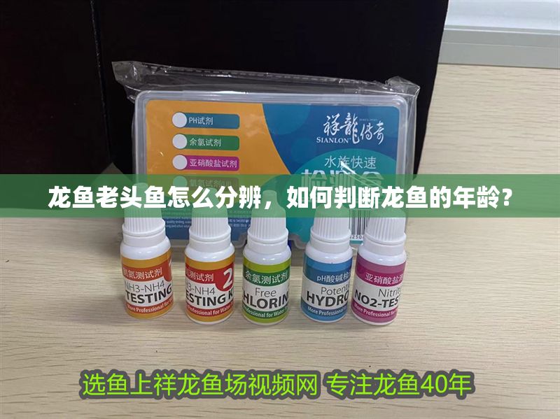 龍魚老頭魚怎么分辨，如何判斷龍魚的年齡？
