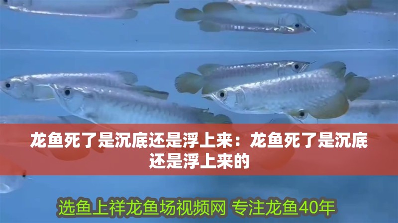 龍魚死了是沉底還是浮上來：龍魚死了是沉底還是浮上來的 龍魚死了是沉底還是浮上來：龍魚死了是沉底還是浮上來的 水族問答