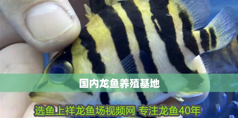 國(guó)內(nèi)龍魚養(yǎng)殖基地