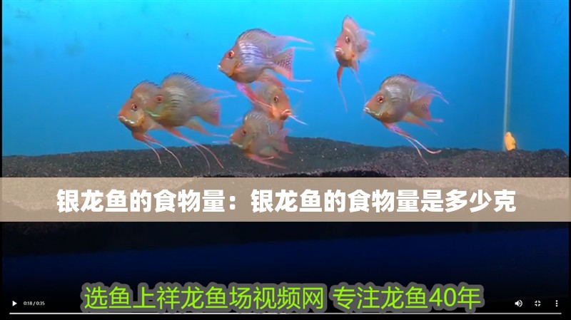 銀龍魚的食物量：銀龍魚的食物量是多少克