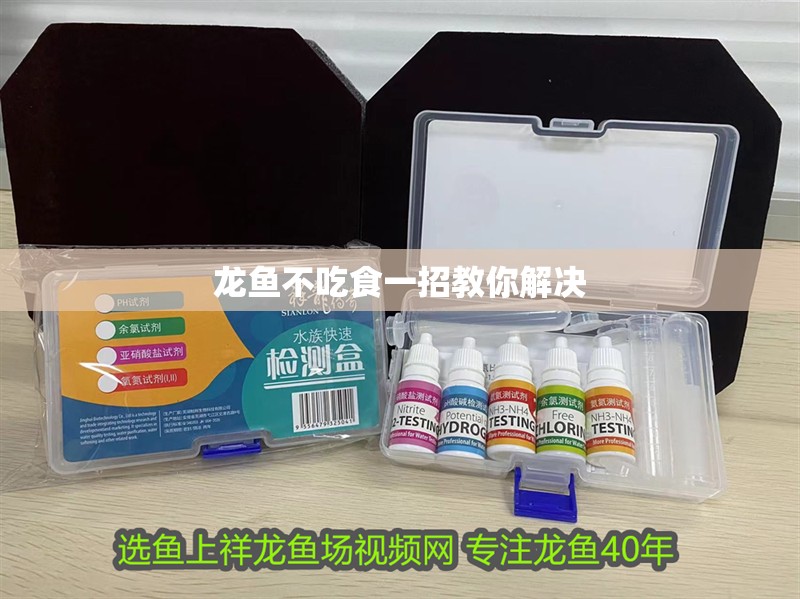 龍魚不吃食一招教你解決 龍魚不吃食一招教你解決 龍魚百科 第6張