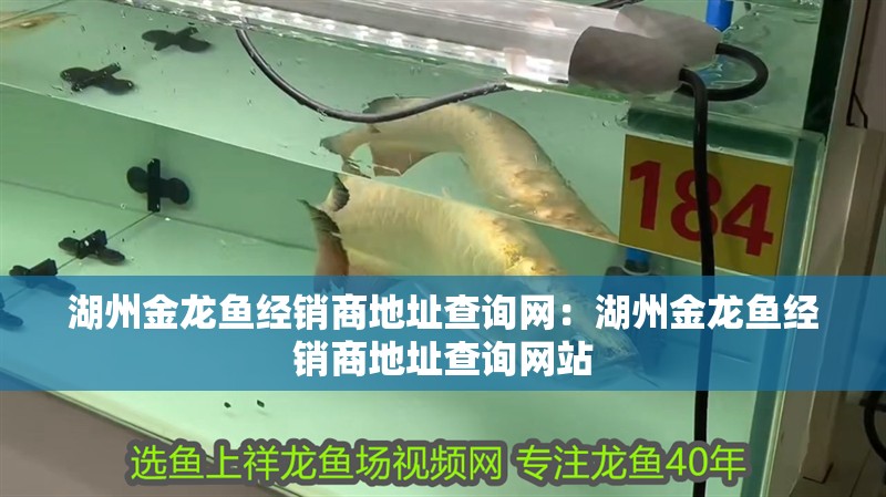 湖州金龍魚經銷商地址查詢網：湖州金龍魚經銷商地址查詢網站 湖州金龍魚經銷商地址查詢網：湖州金龍魚經銷商地址查詢網站 水族問答
