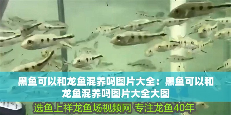 黑魚可以和龍魚混養(yǎng)嗎圖片大全：黑魚可以和龍魚混養(yǎng)嗎圖片大全大圖