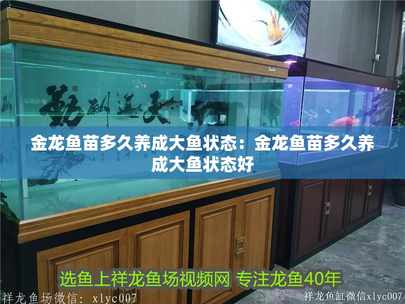 金龍魚苗多久養成大魚狀態：金龍魚苗多久養成大魚狀態好