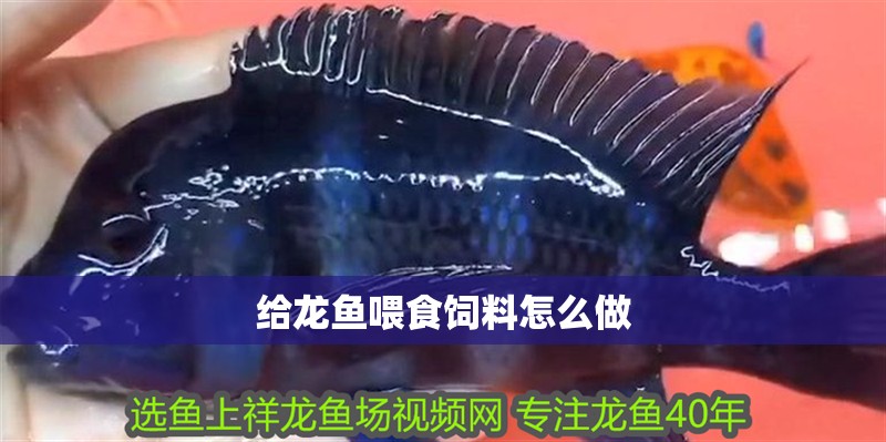 給龍魚喂食飼料怎么做